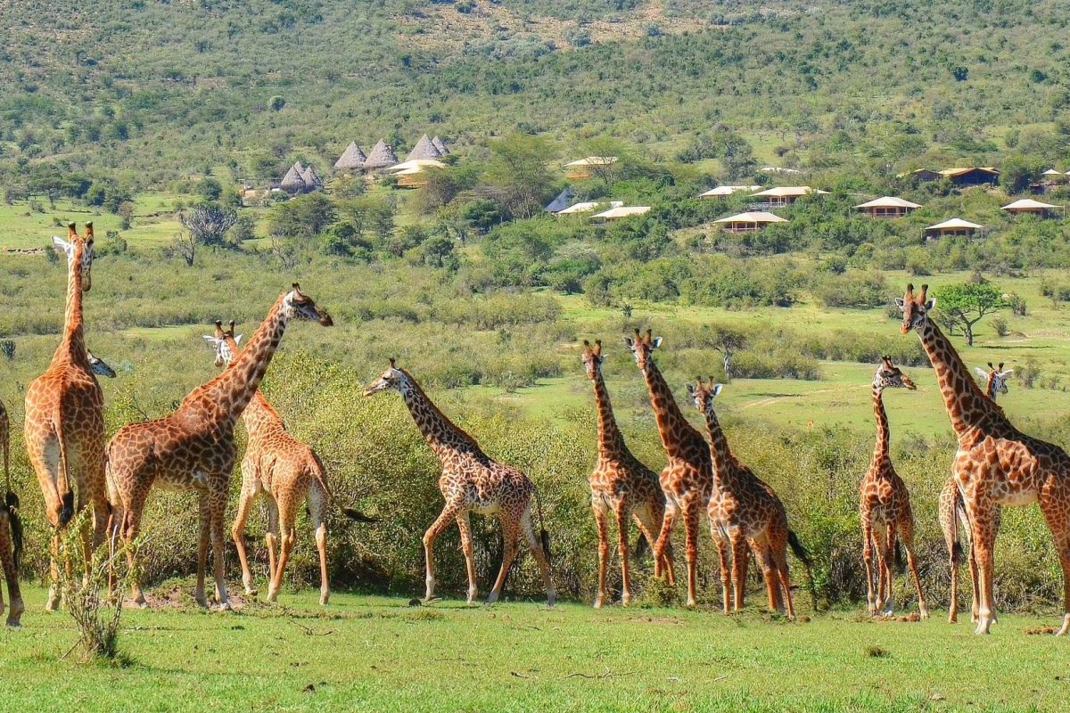Bushtops Private Conservancy ©Mara Bushtops