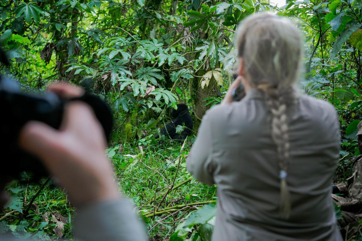 Quietly watching gorillas ©Wildplaces Africa