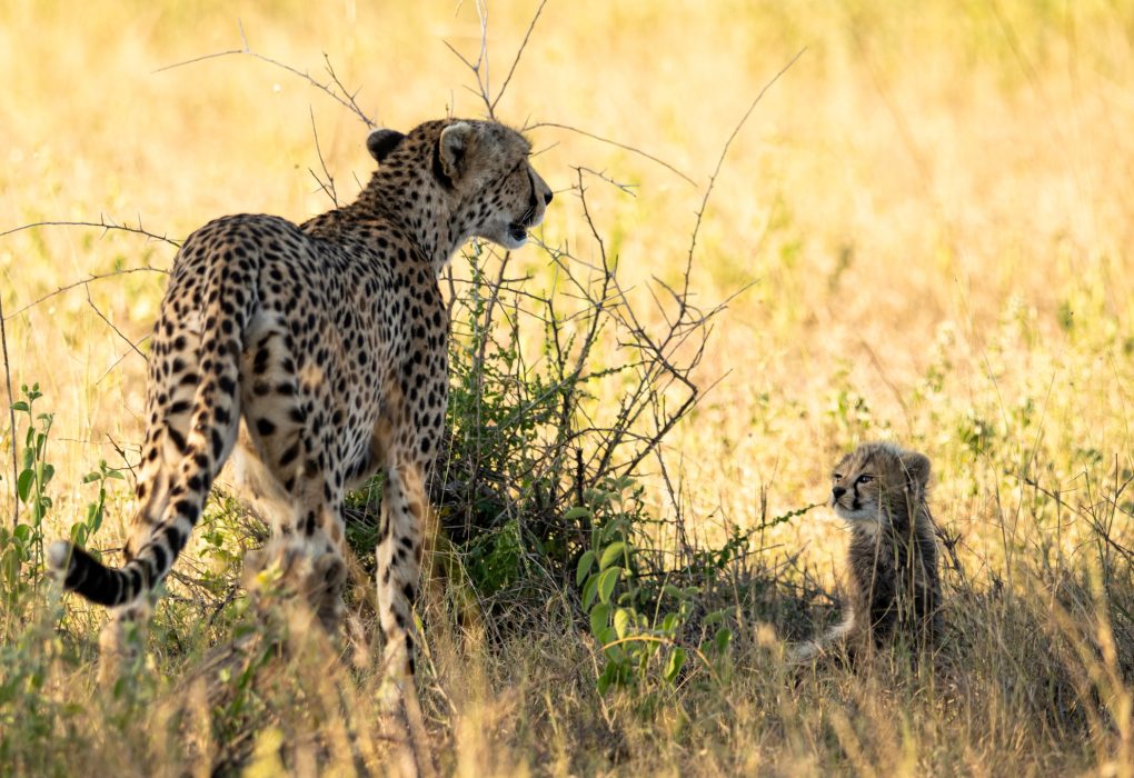 Resident Cheetah with cubs