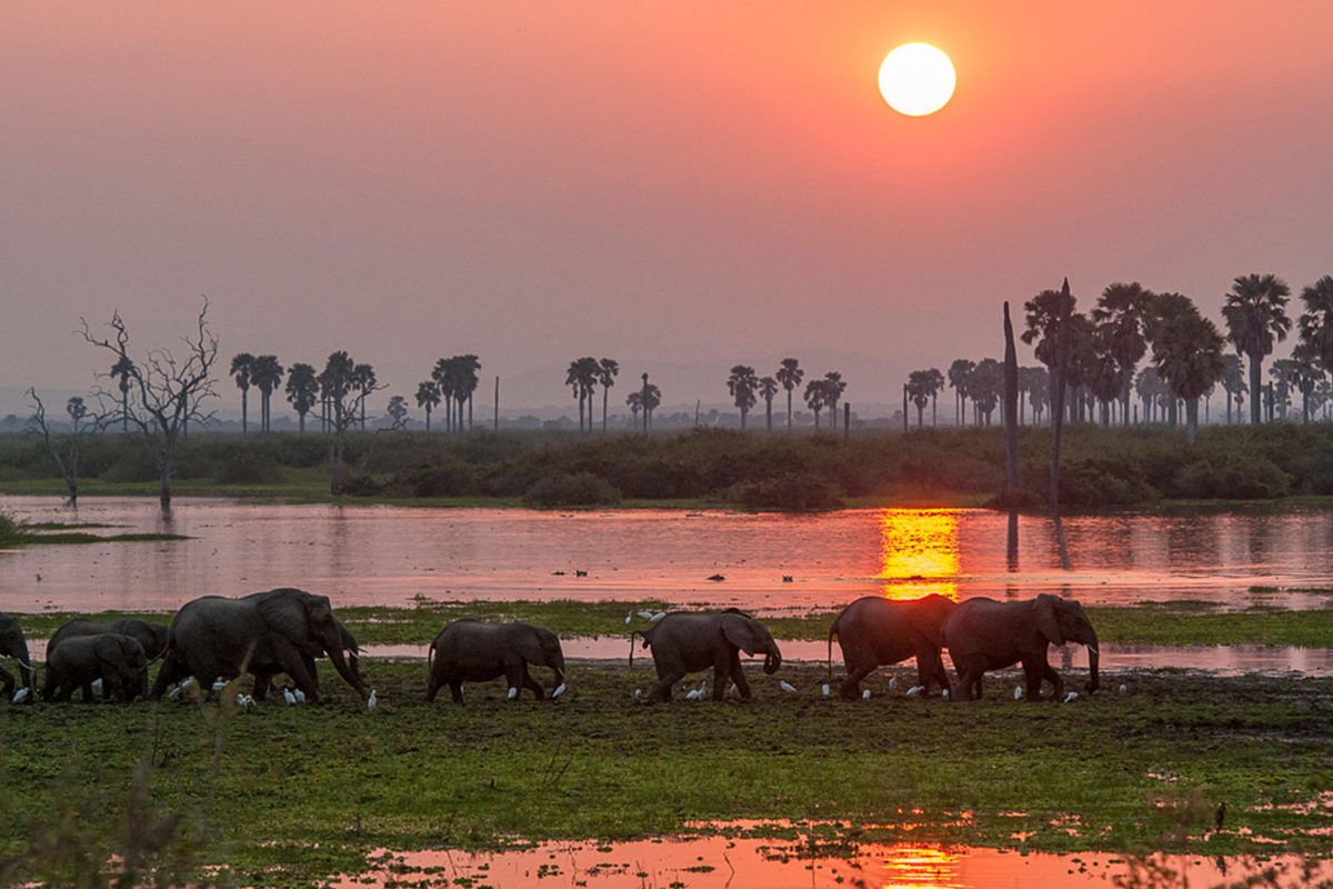 Roho ya Selous Elephants walking along the river ©Asilia Africa