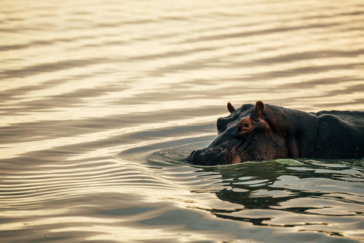 Roho ya Selous Hippo ©Asilia Africa