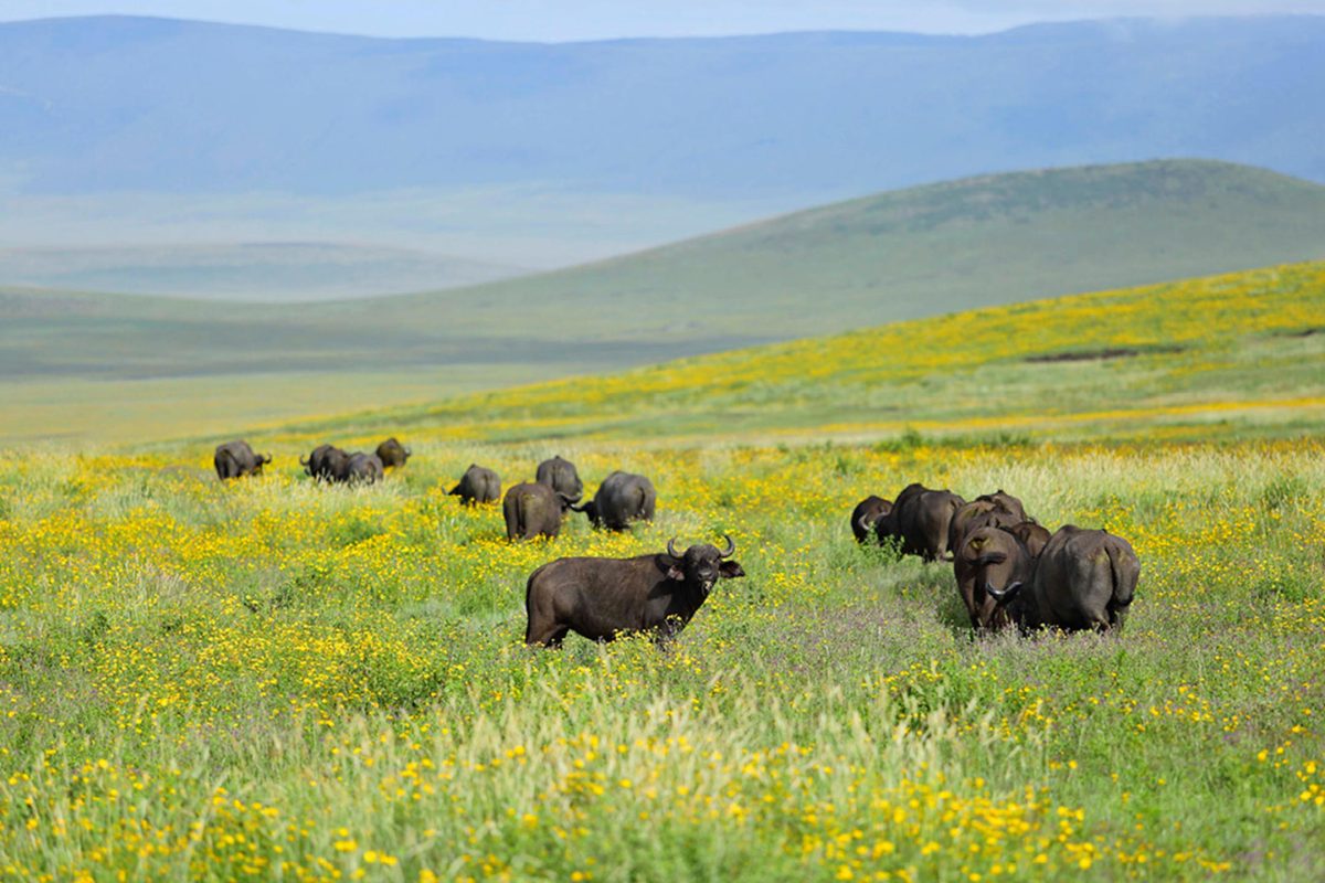 The Highlands Buffalo in the Ngorongoro© Asilia Africa