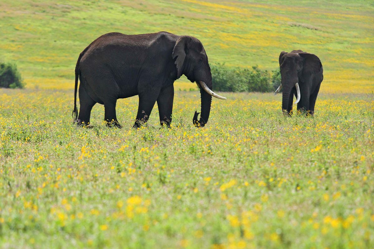The Highlands Elephants© Asilia Africa