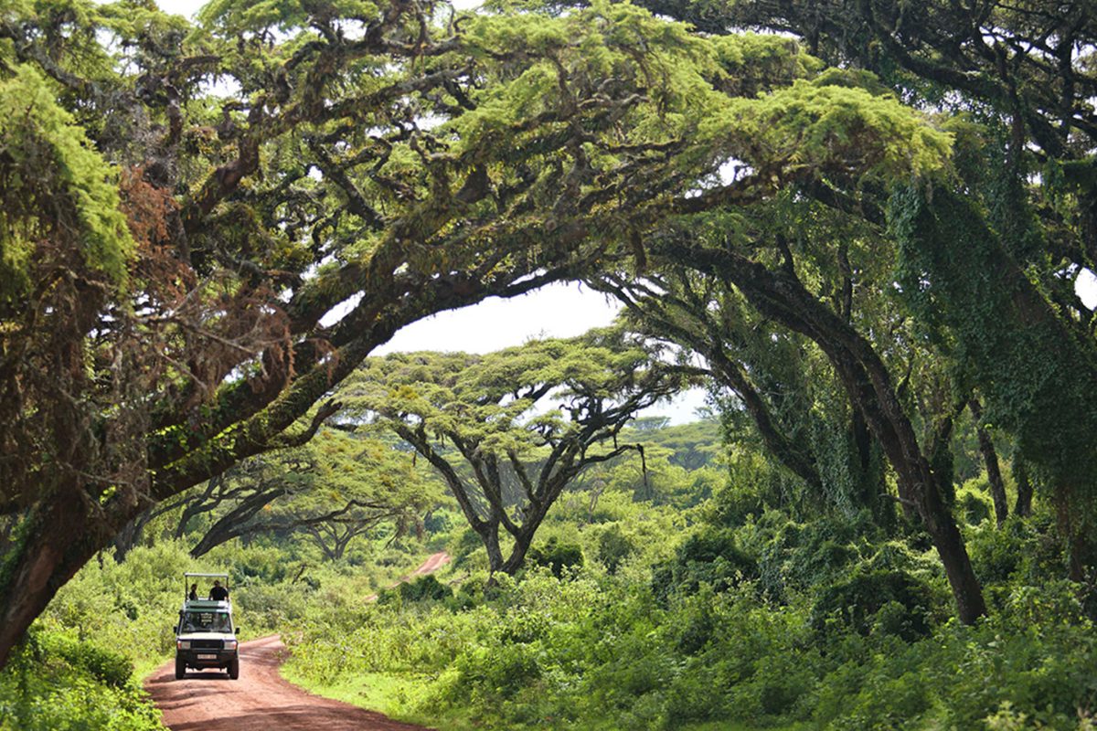 The Highlands Game Drive© Asilia Africa