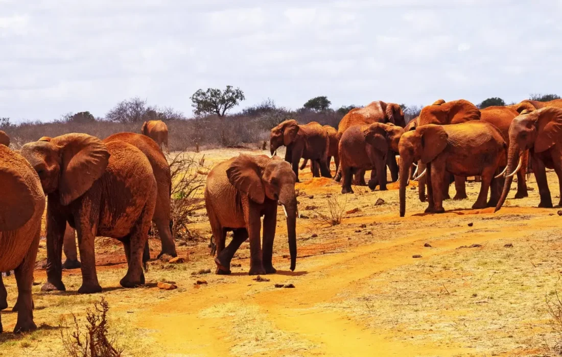 Tsavo-East.jpg