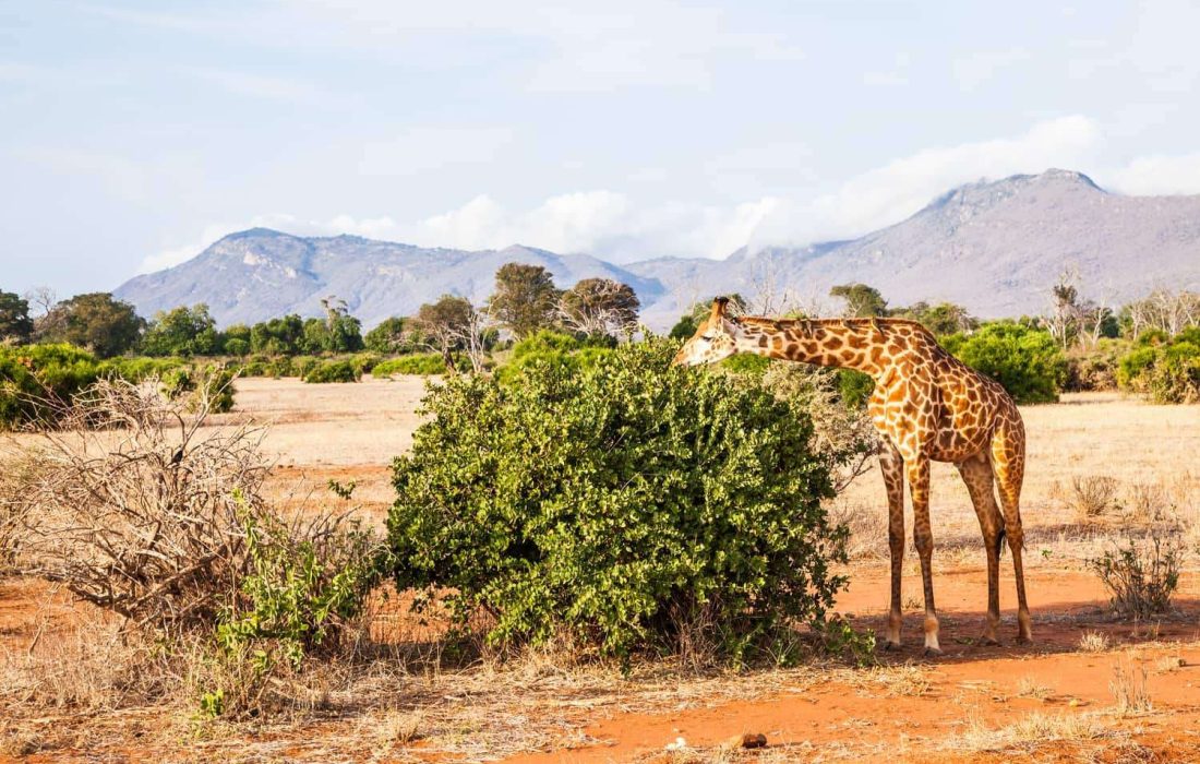 Tsavo_East_Giraffes