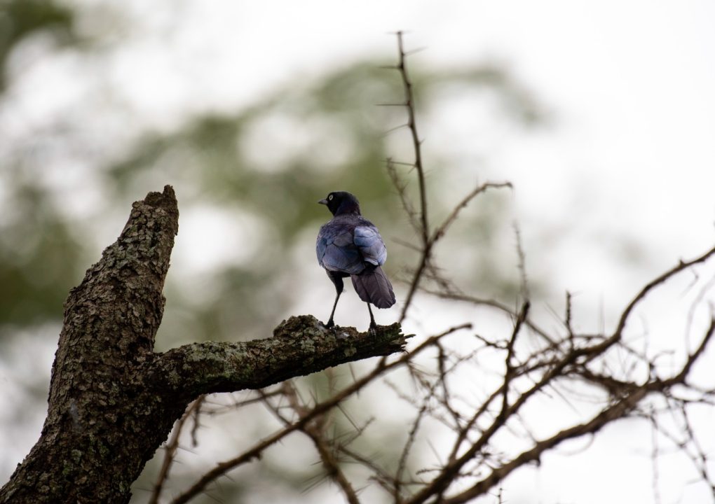 Semuliki National Park