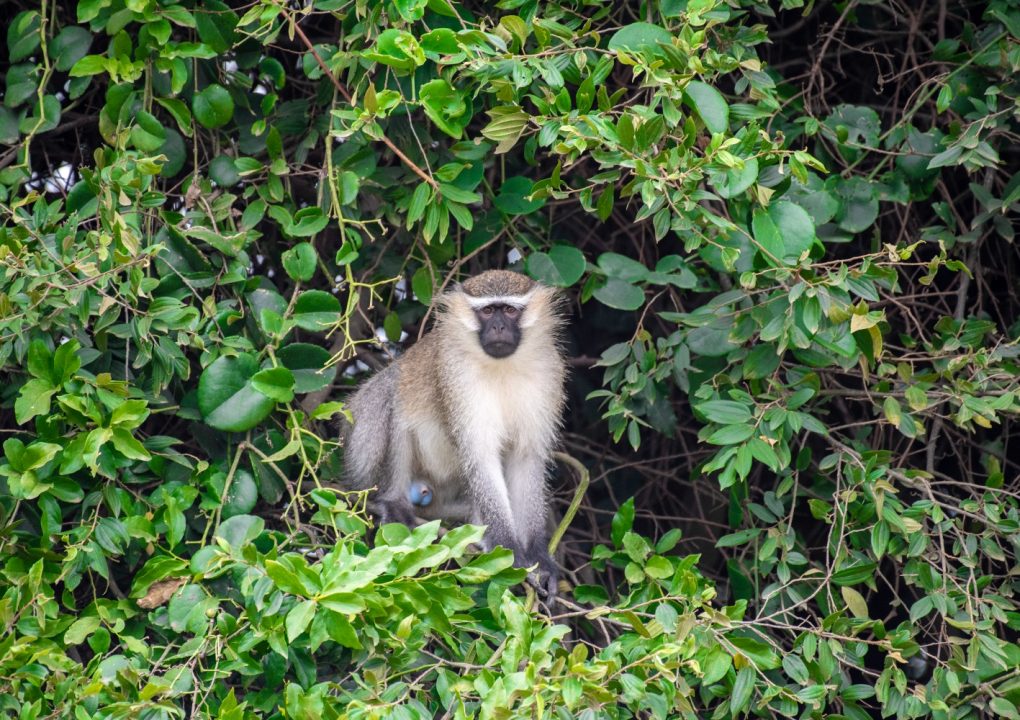 Semuliki National Park