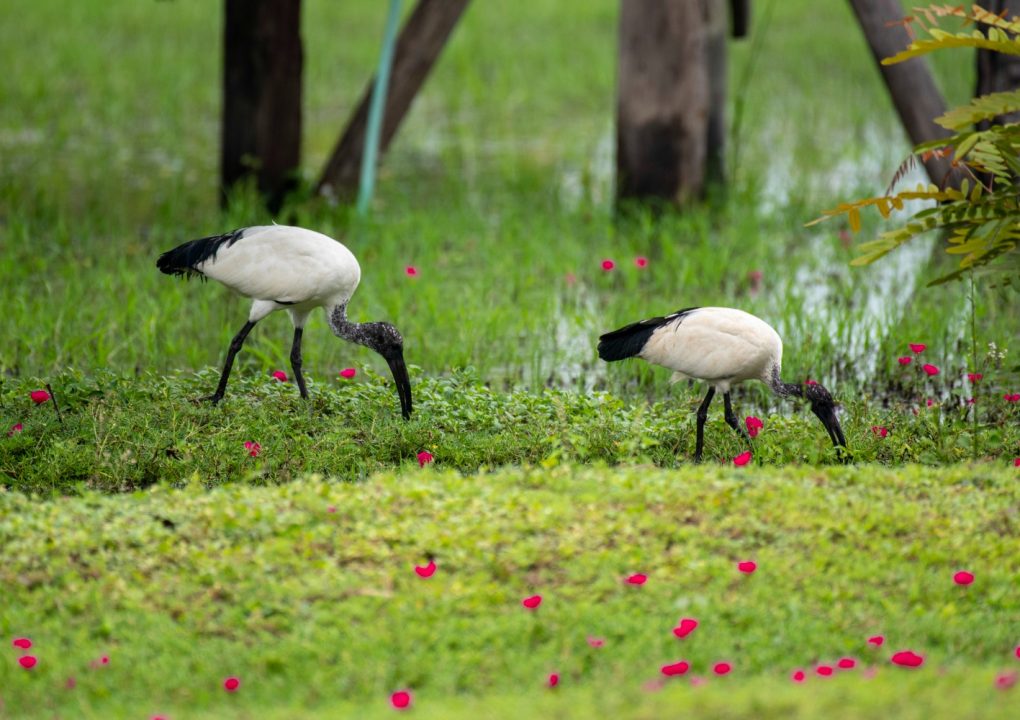 Semuliki National Park