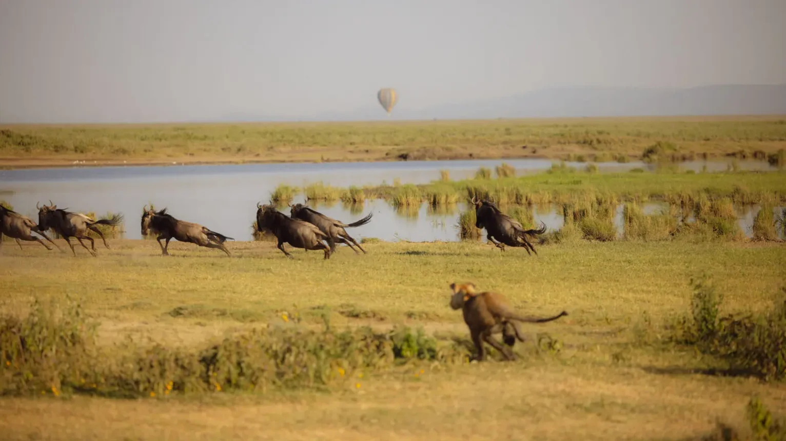 Wildebeest-in-Tanzania