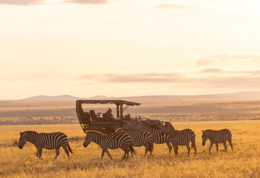 asilia-safari-vehicle-with-zebras-at-sunrise-1536x864.jpg