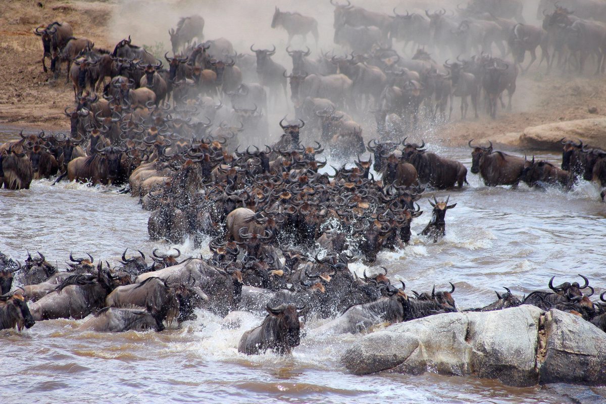 Migration ©Mara Bushtops