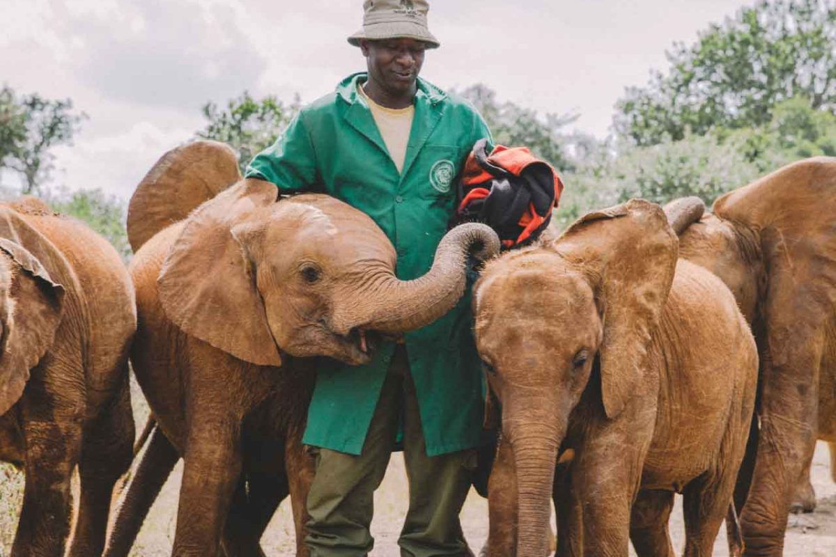 The David Sheldrick Elephant Orphanage