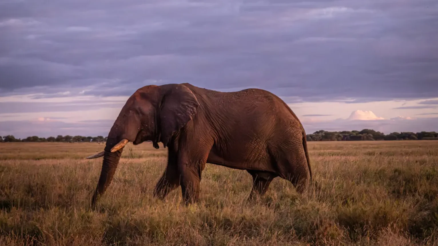 elephant-walking-in-the-grasses-east-africa