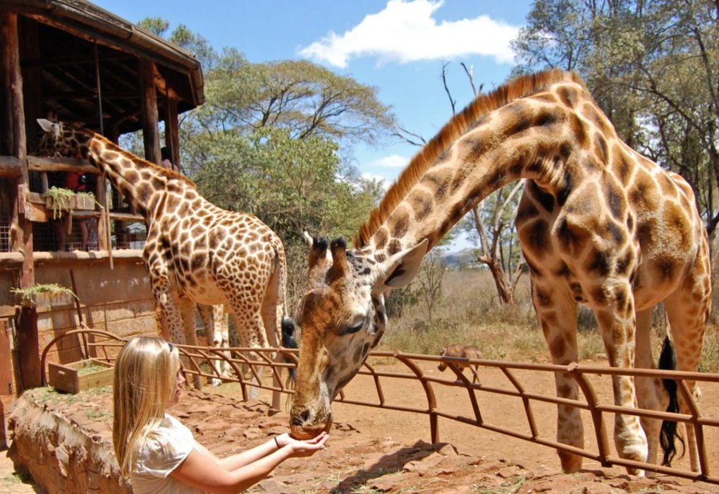 Giraffe Centre Nairobi