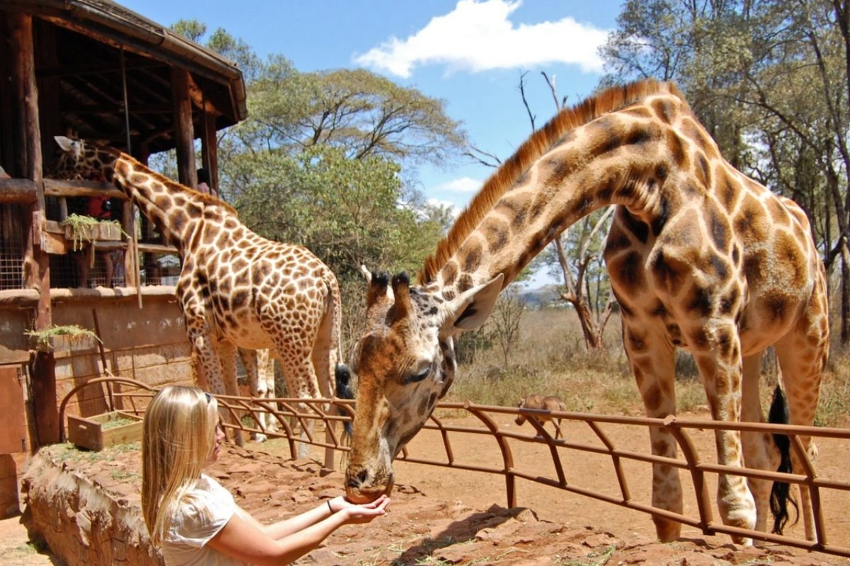 Giraffe Centre Nairobi