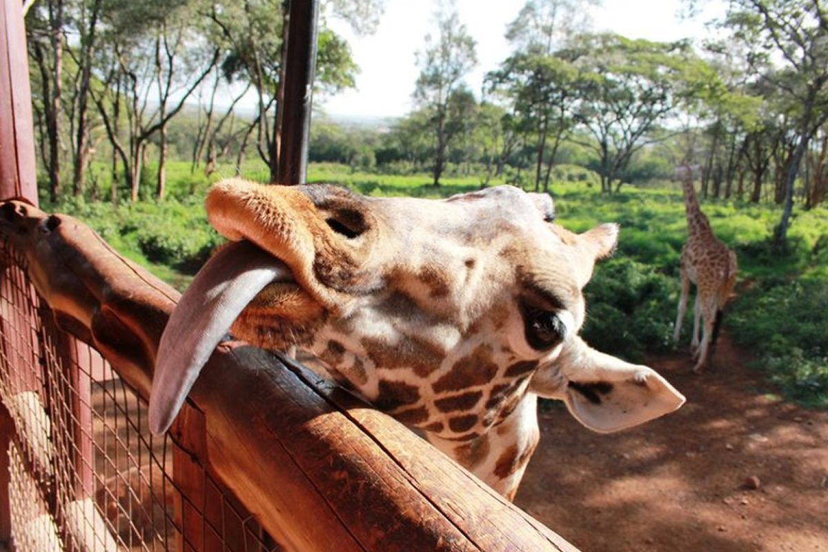 Giraffe Centre Nairobi