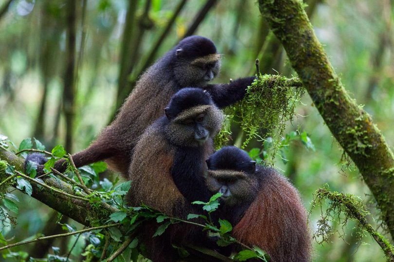 golden-monkeys-Kibale