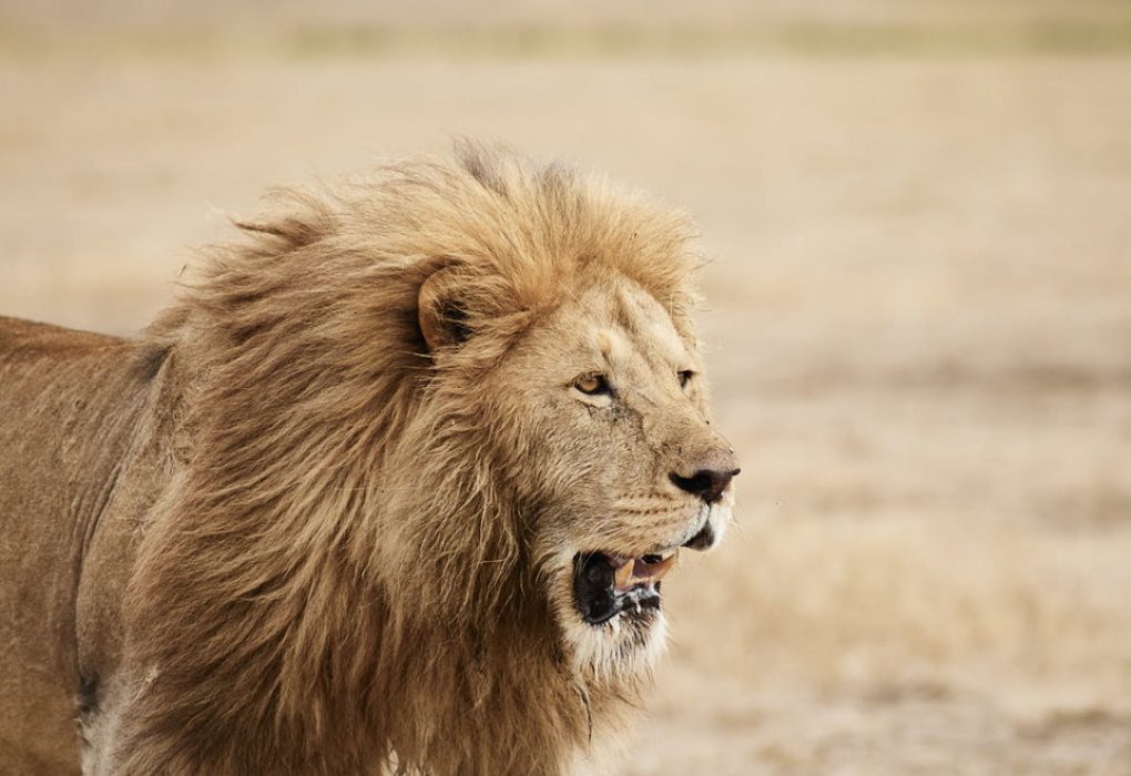 Sanctuary Retreats - Ngorongoro Crater Camp