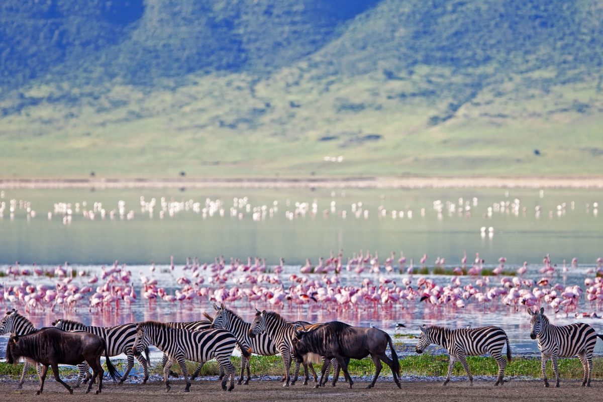 ngorongoro-crater-floor-teaming-with-game (1)