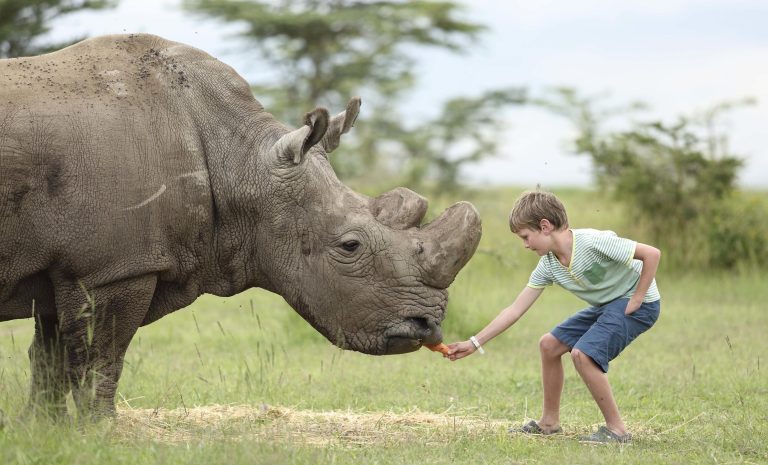 Feeding rhino ©Asilia Ol Pejeta Bush Camp