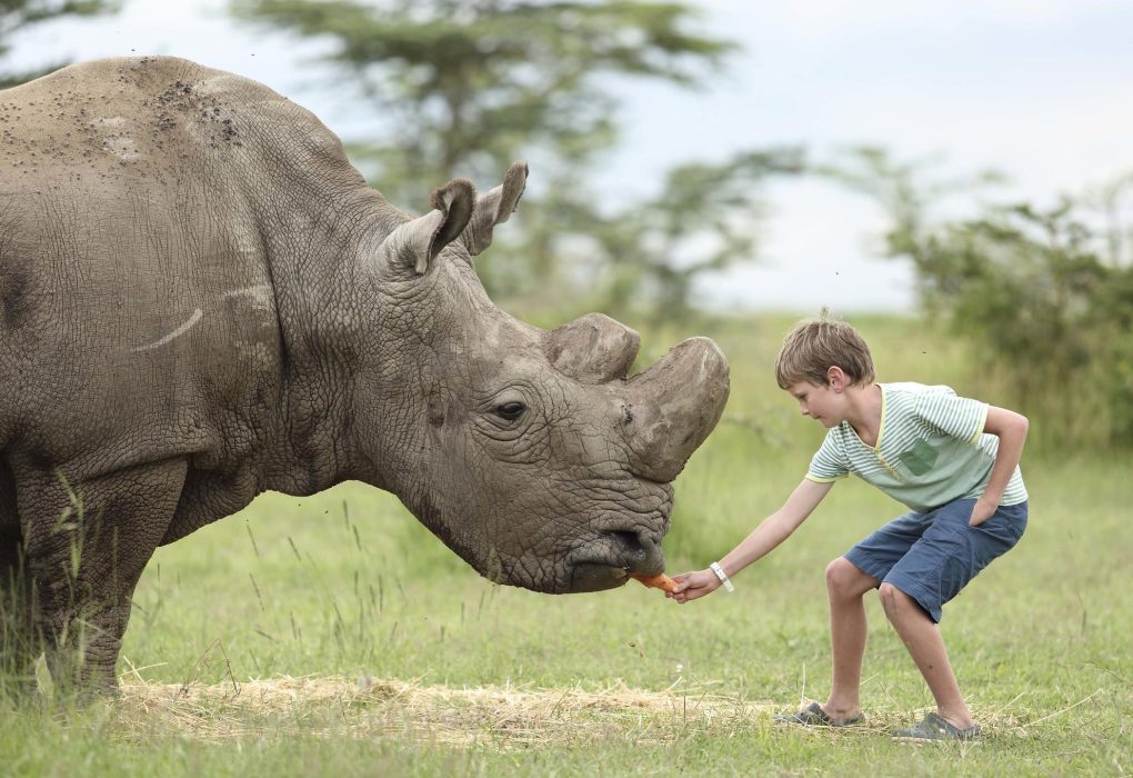 Feeding rhino ©Asilia Ol Pejeta Bush Camp