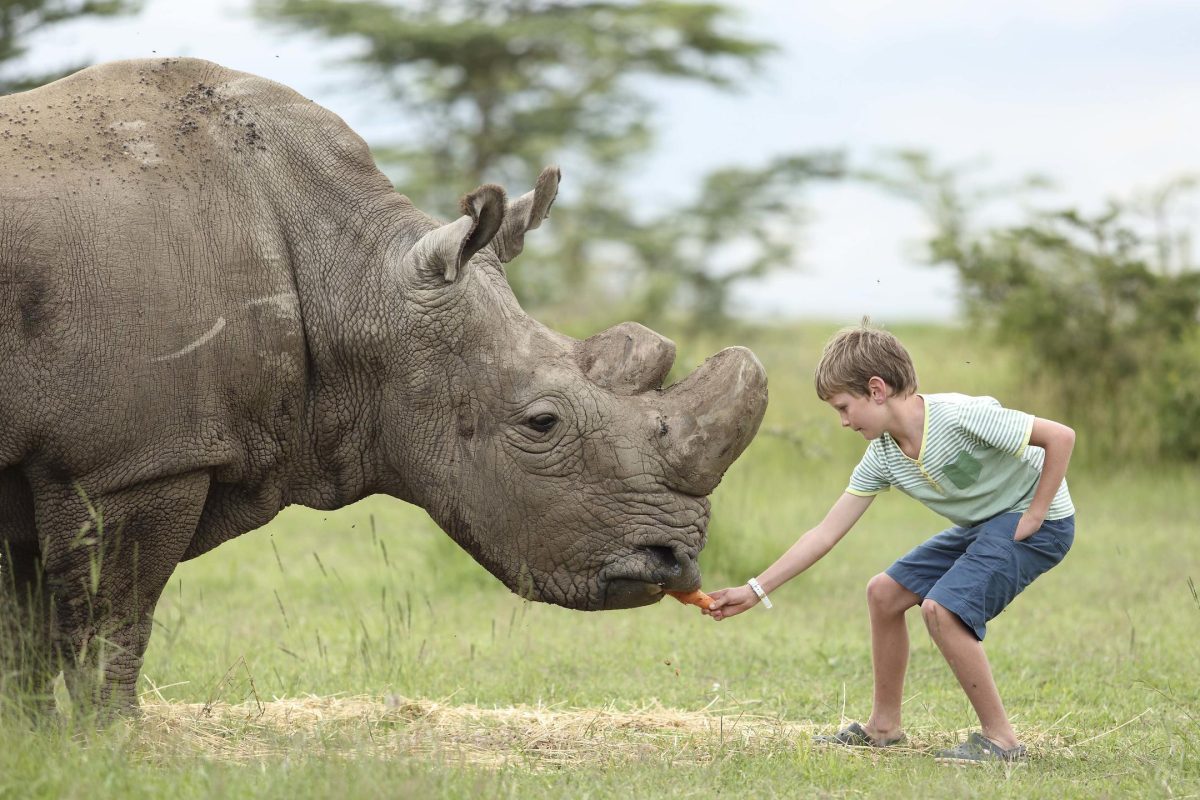 Feeding rhino ©Asilia Ol Pejeta Bush Camp