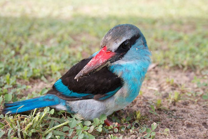 paraa-wildlife-and-scenery35