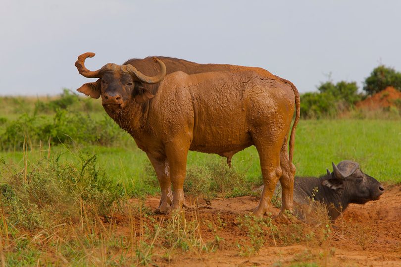paraa-wildlife-and-scenery47