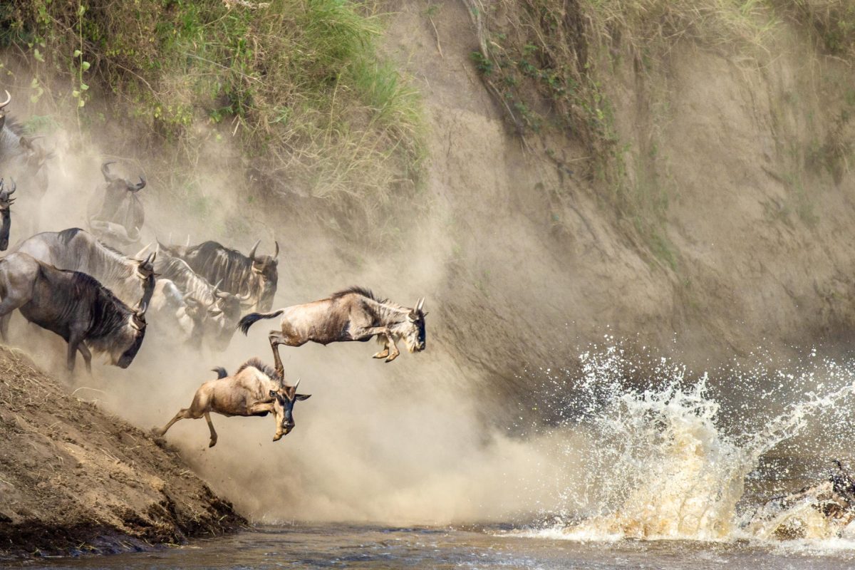Wildebeest Migration  © Serengeti River Camp