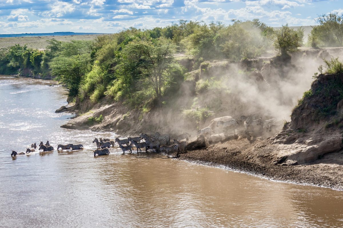 Wildebeest Migration  © Serengeti River Camp