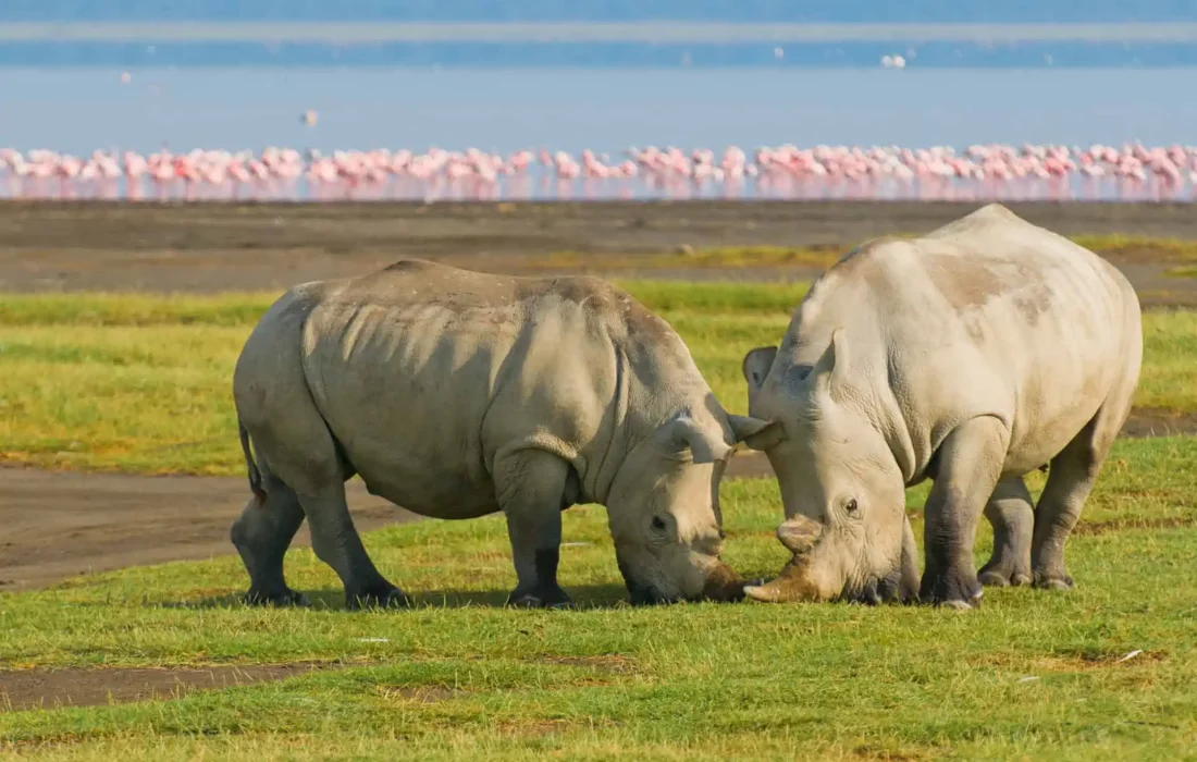 Lake Nakuru National Park