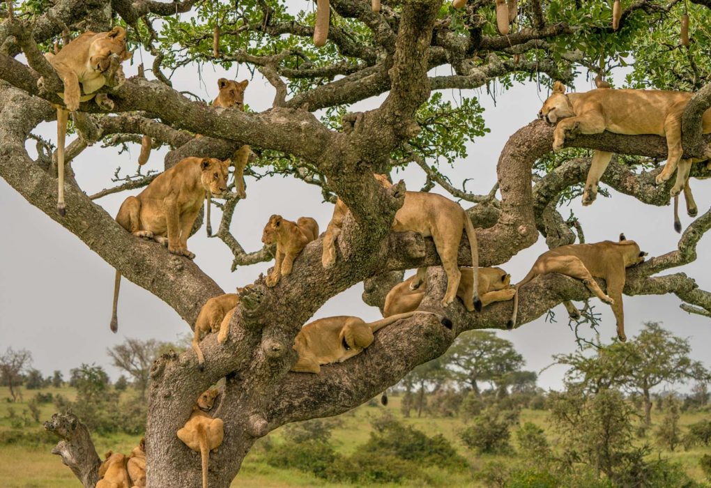 serengeti-national-park-1 (1)