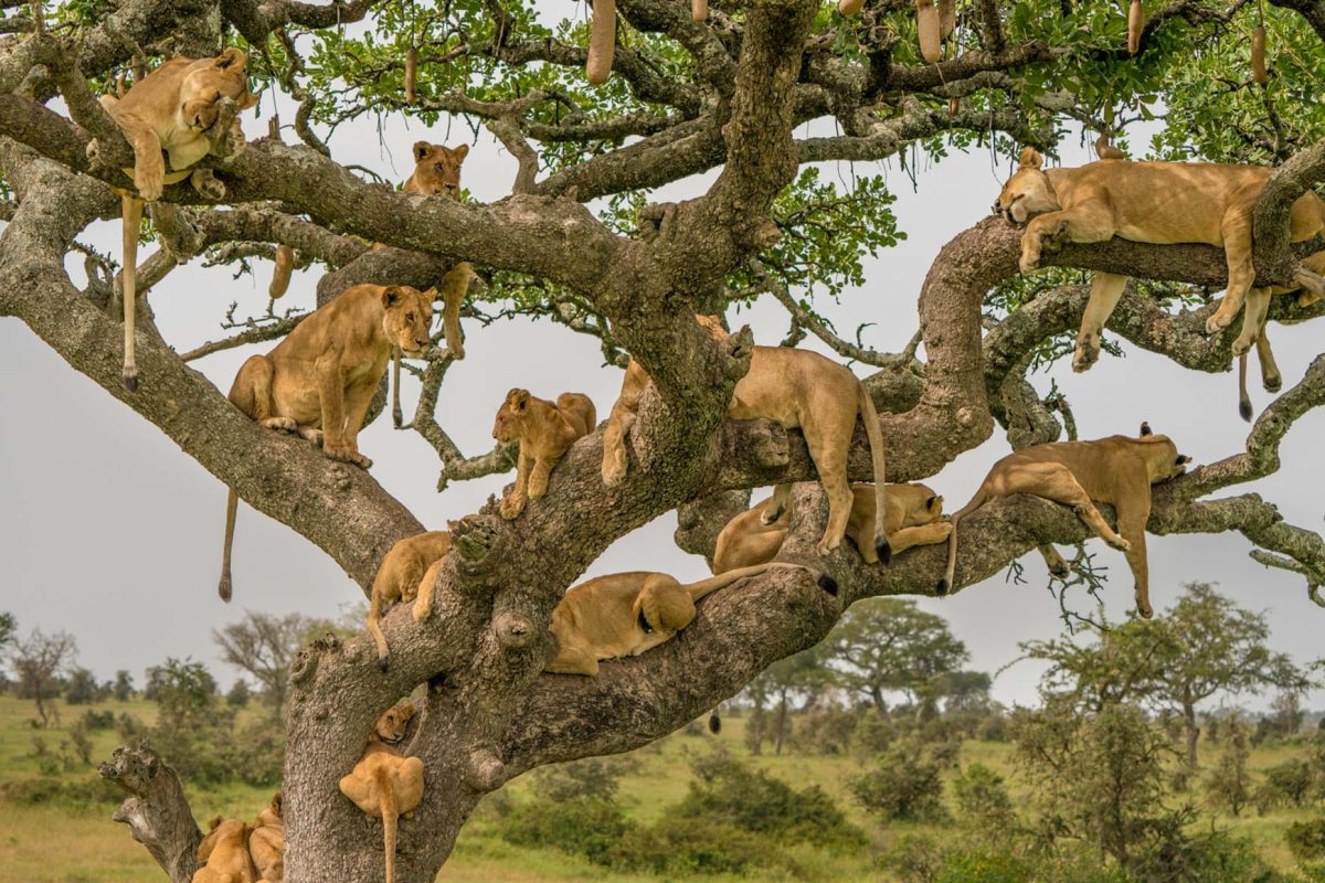 serengeti-national-park-1 (1)