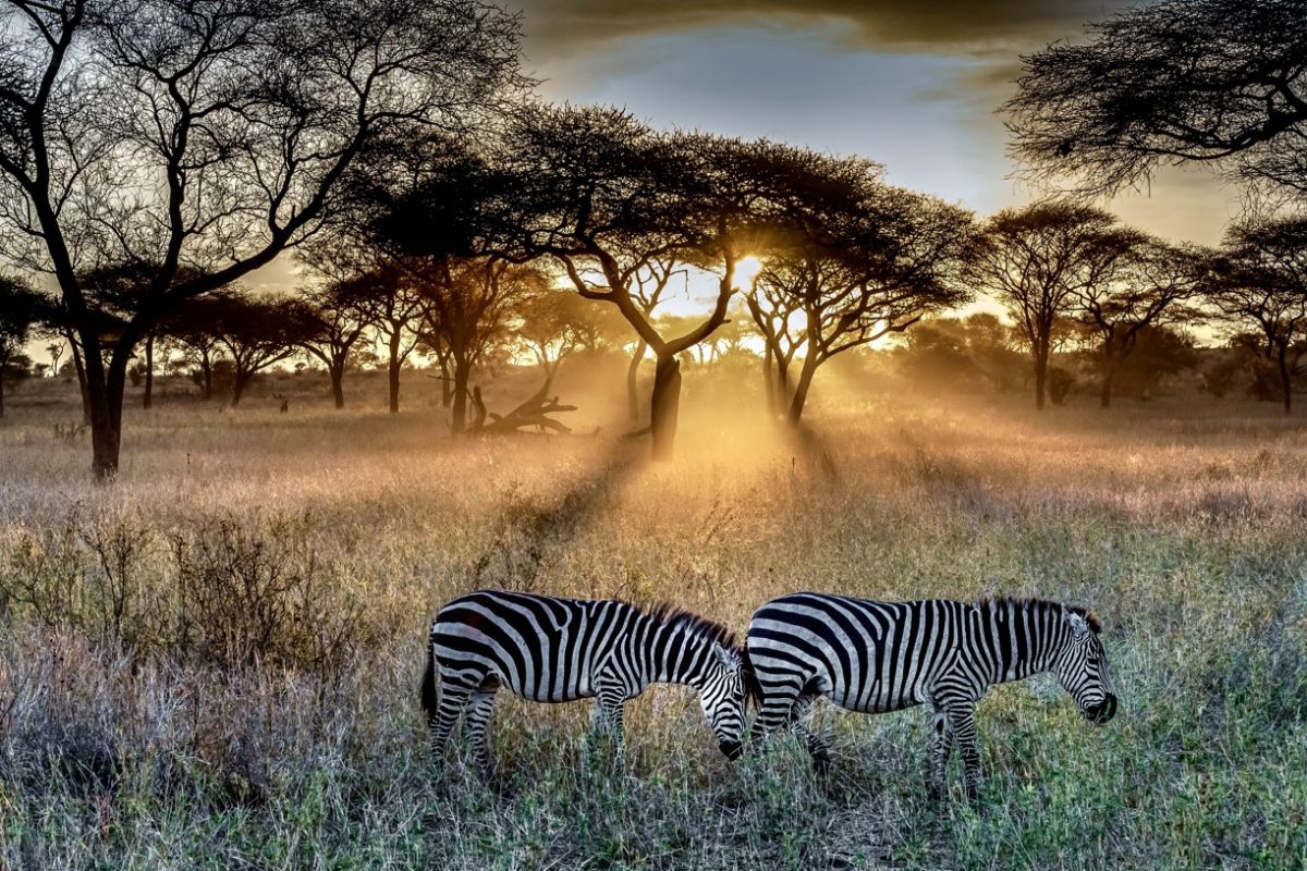 serengeti-national-park-3