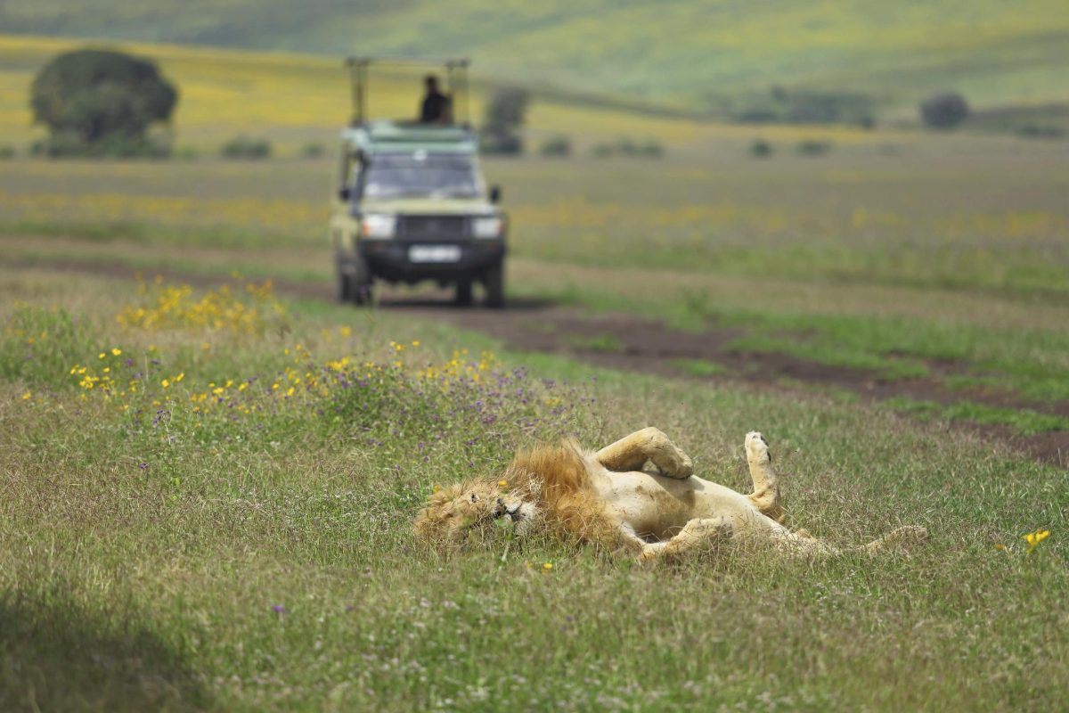 the-highlands-lion-in-ngorongoro© Asilia Africa