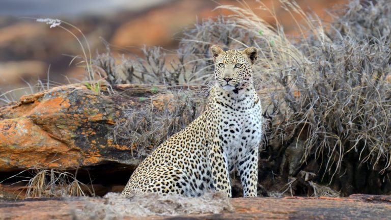 tsavo