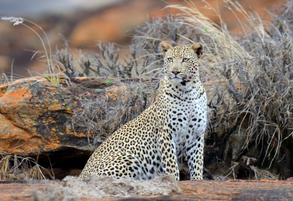 tsavo