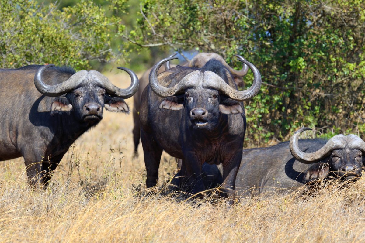 Buffalo