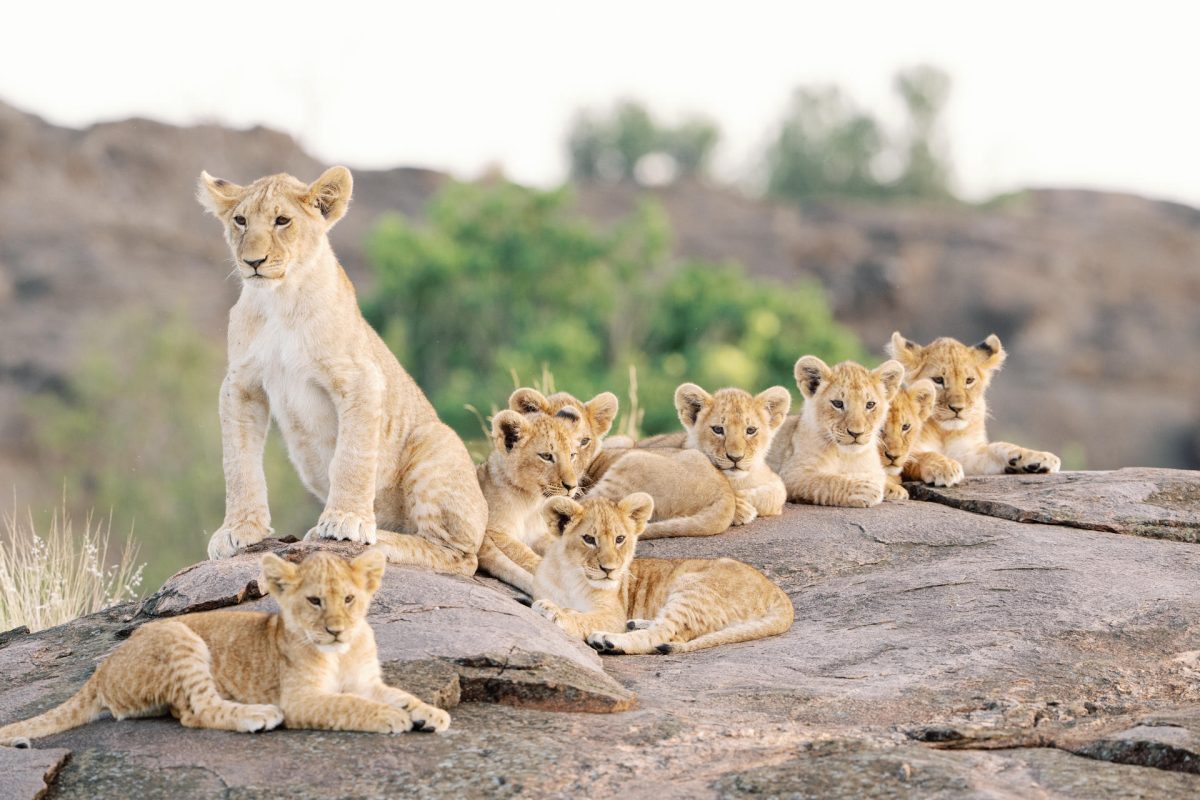 wild encounters ©Mara Bushtops