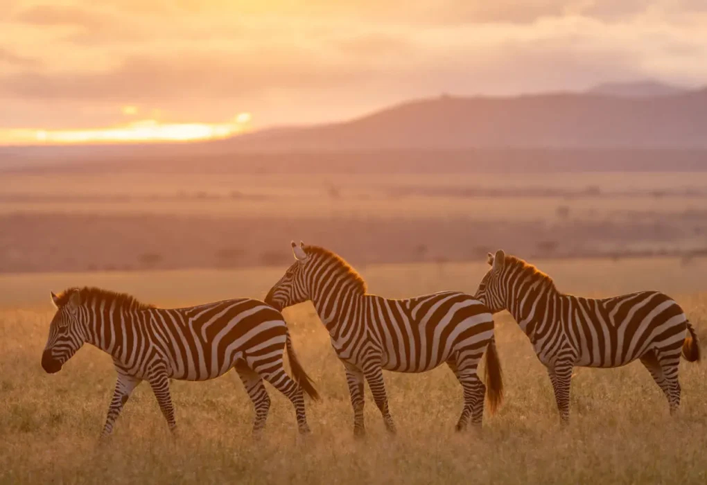 zebra-at-sunrise-east-africa
