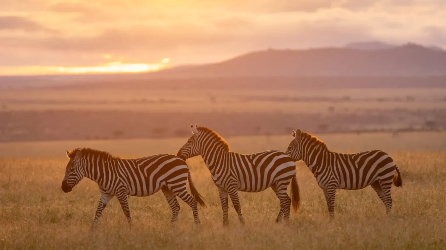 zebra-at-sunrise-east-africa