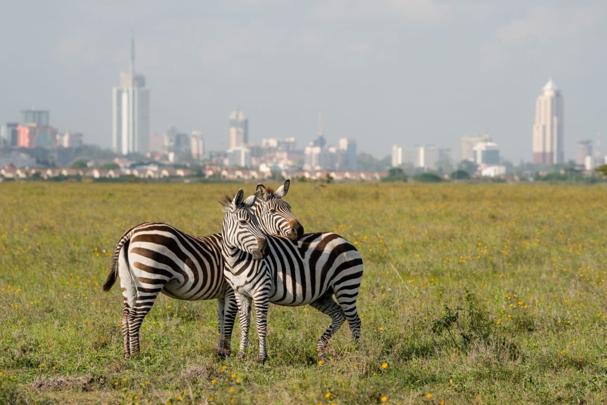 zebras-in-nairobi-national-park-with-nairoby-city-in-the-background-zebra-puts-head-on-back-of-other-zebra-in-nairobi-kenya